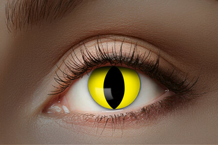 Lenzen yellow cat