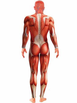 Anatomy man costume